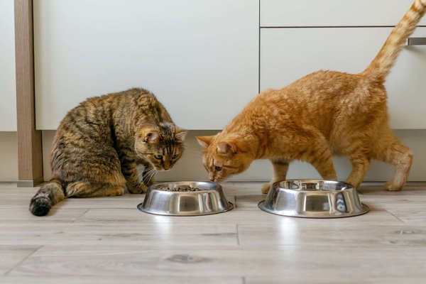 Quelle est la meilleure méthode de nettoyage pour les gamelles de chat?