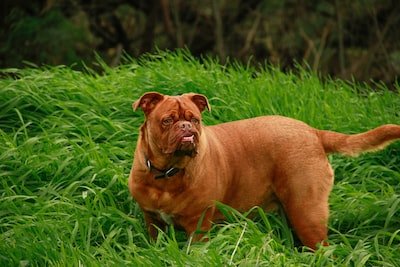 Dogue Allemand : Comment prendre soin de ce chien ?
